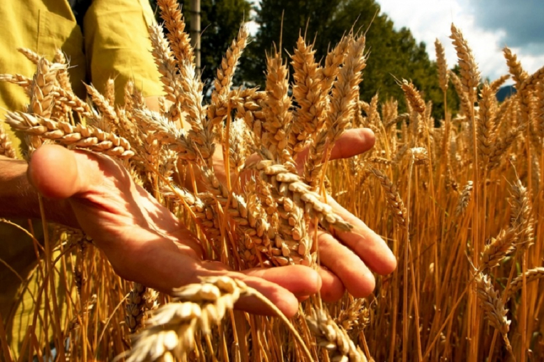 В 2023 году в России снизилась доля продовольственной пшеницы